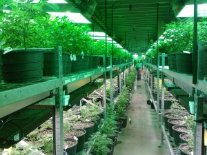 Legal marijuana cultivation in Colorado