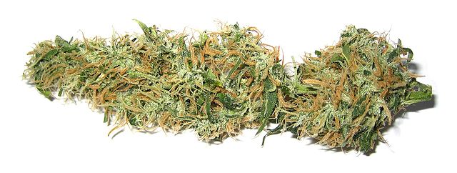 Dried marijuana bud.