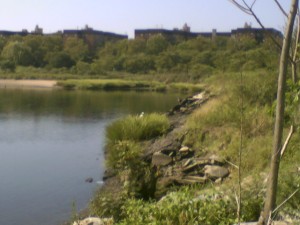 The bank of the Salt Marsh, which is closest to the Avenue U and Marine Park. Photo by GK tramrunner229