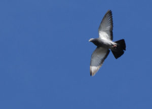 640px-Columbidae-pigeon