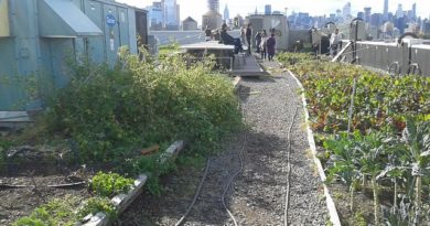 Brooklyn’s Largest Rooftop Vegetable Garden Opens in Sunset Park Brooklyn’s Largest Rooftop Vegetable Garden Opens in Sunset Park