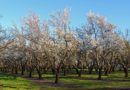 Unique Fruit Orchard Coming to Governors Island