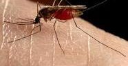 New York to Be Mosquito Playground This Summer