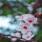 sakura_sun