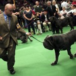 westminster-dog-show-2010-2-16-15-46-29