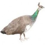 peahen