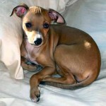 Greyhound Pup
