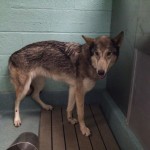 Rosie Brooklyn Wolfdog