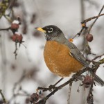 Winter American Robin