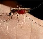 Mosquito-Having-a-Snack.jpg