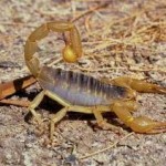 scorpion.jpg