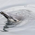 Dolphin Stuck In Polluted Gowanus Canal