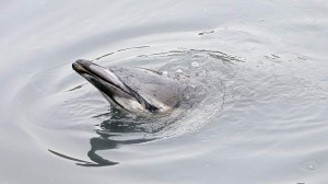 Dolphin Stuck In Polluted Gowanus Canal