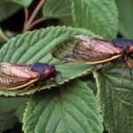 Cicadas