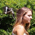 mockbird