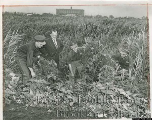 Waves of Wild Marijuana Growing in Brooklyn