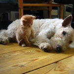 Dog and Cat