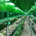 marijuana
