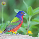 320px-Painted_Bunting_by_Dan_Pancamo