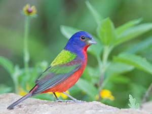 Painted Bunting. Photo by Dan Pancamo