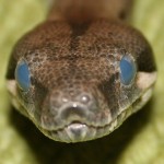 547px-Boaconstrictor_shed_front