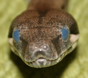 Boa Constrictor. Photo by XPS420