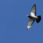 640px-Columbidae-pigeon