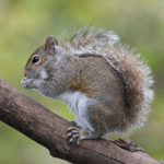 579px-Eastern_Grey_Squirrel