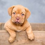 dogue-de-bordeaux-1047521_640