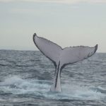 Humpback_whale_fluke_2