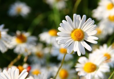 Flower Power: What is your birth flower? Flower Power: What is your birth flower?