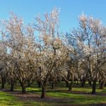 tree-g7109b266a_640