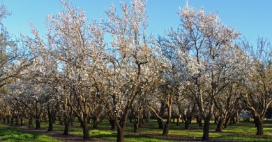 Unique Fruit Orchard Coming to Governors Island