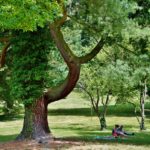 park-3486892_960_720