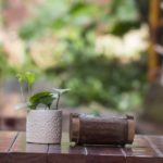 leaf-4841301_960_720