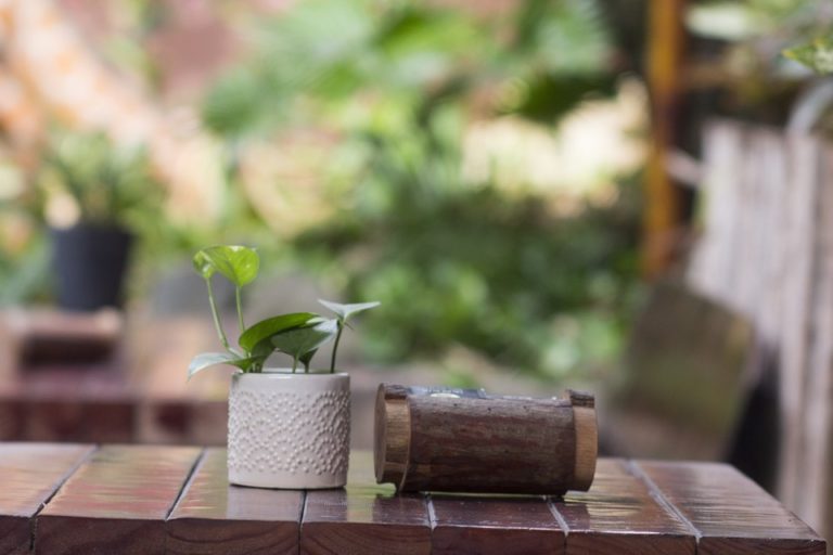 leaf-4841301_960_720