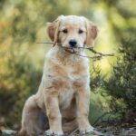 dog-6945696_1280