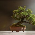 bonsai-6114252_640