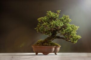 bonsai-6114252_640